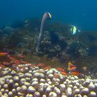 Cornetfish looks out the coral