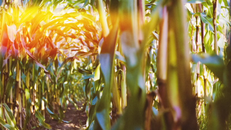 cornfield