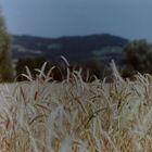 Cornfield