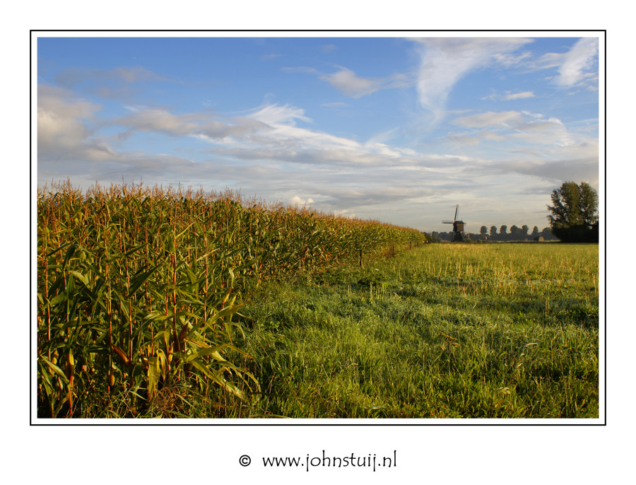 Cornfield