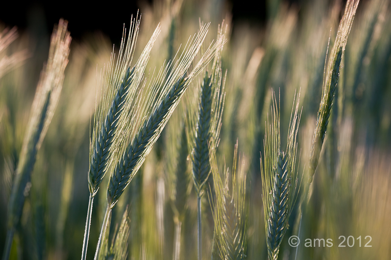 Cornfield