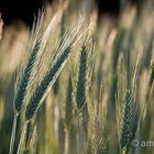 Cornfield