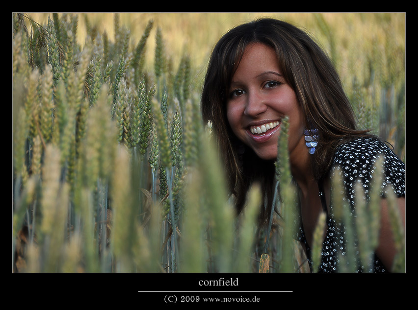 - cornfield -