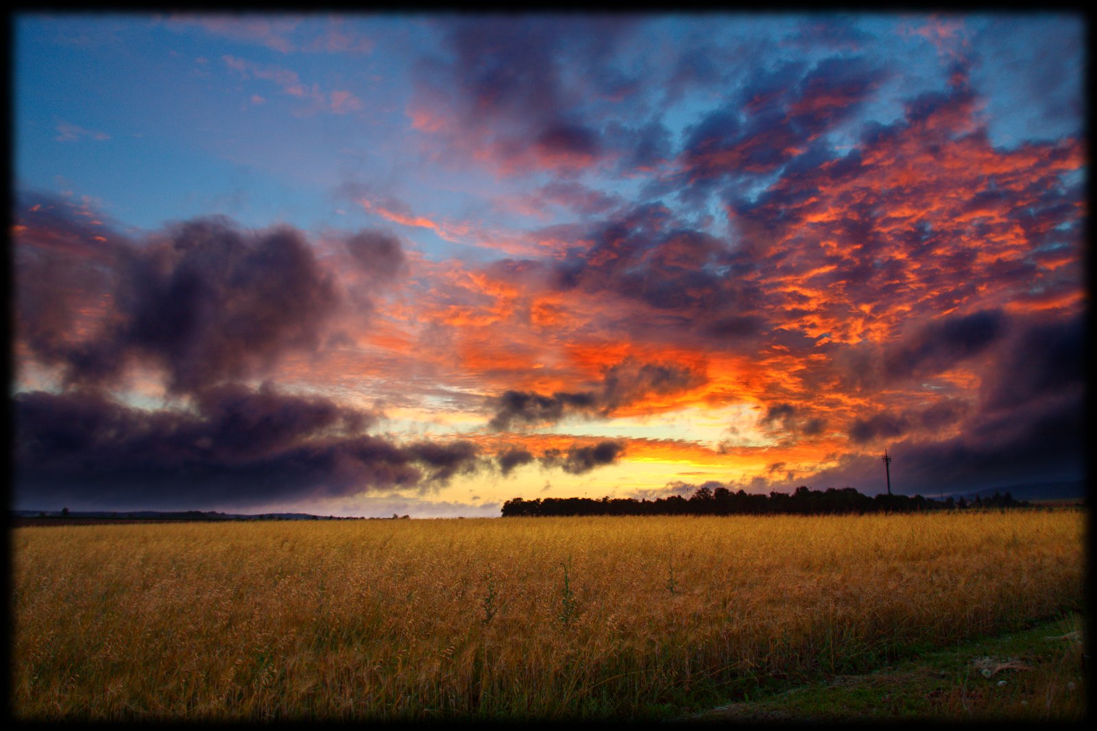 Cornfield