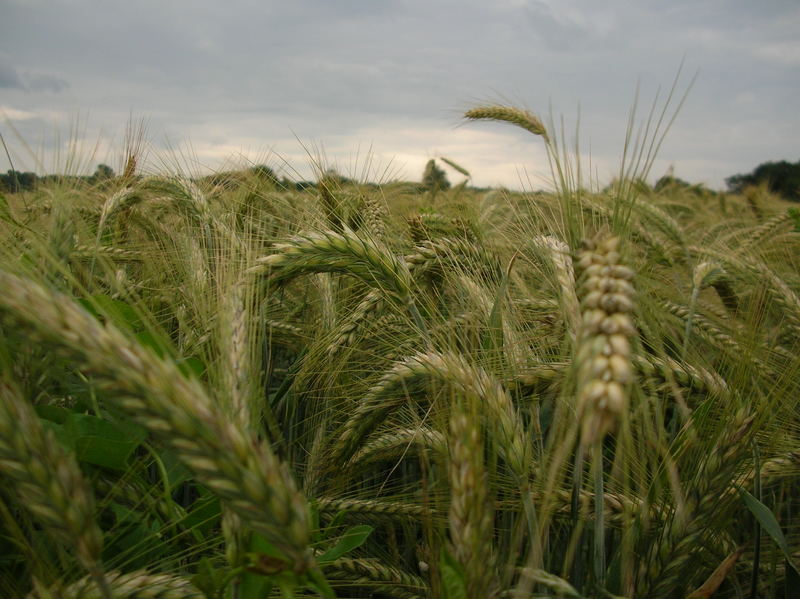 cornfield