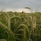 cornfield