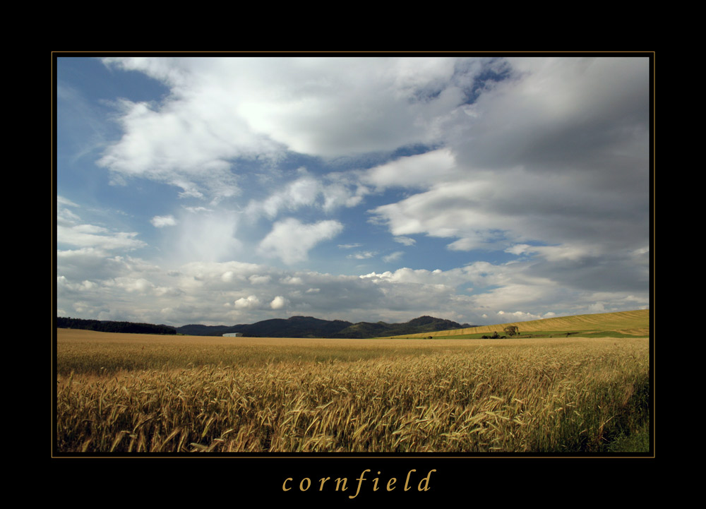 cornfield