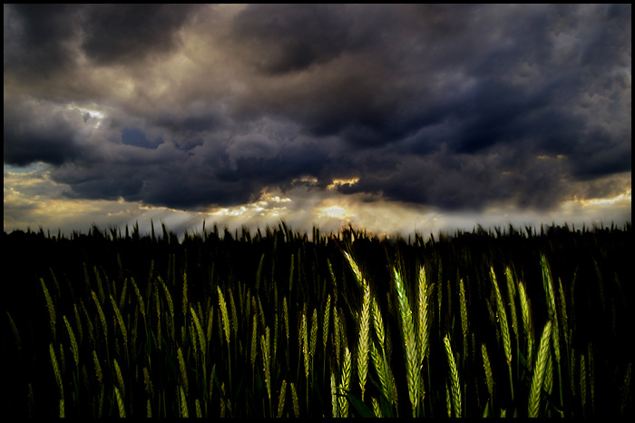 Cornfield