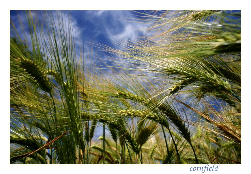 cornfield