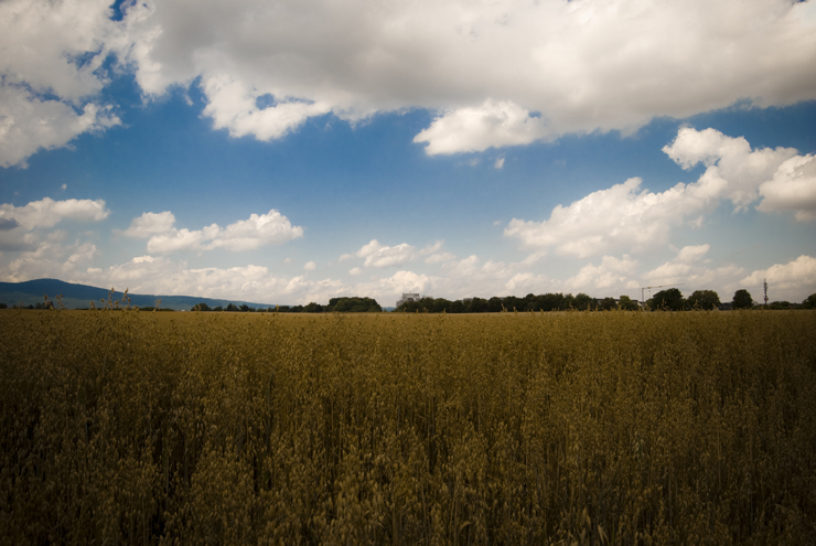 Cornfield