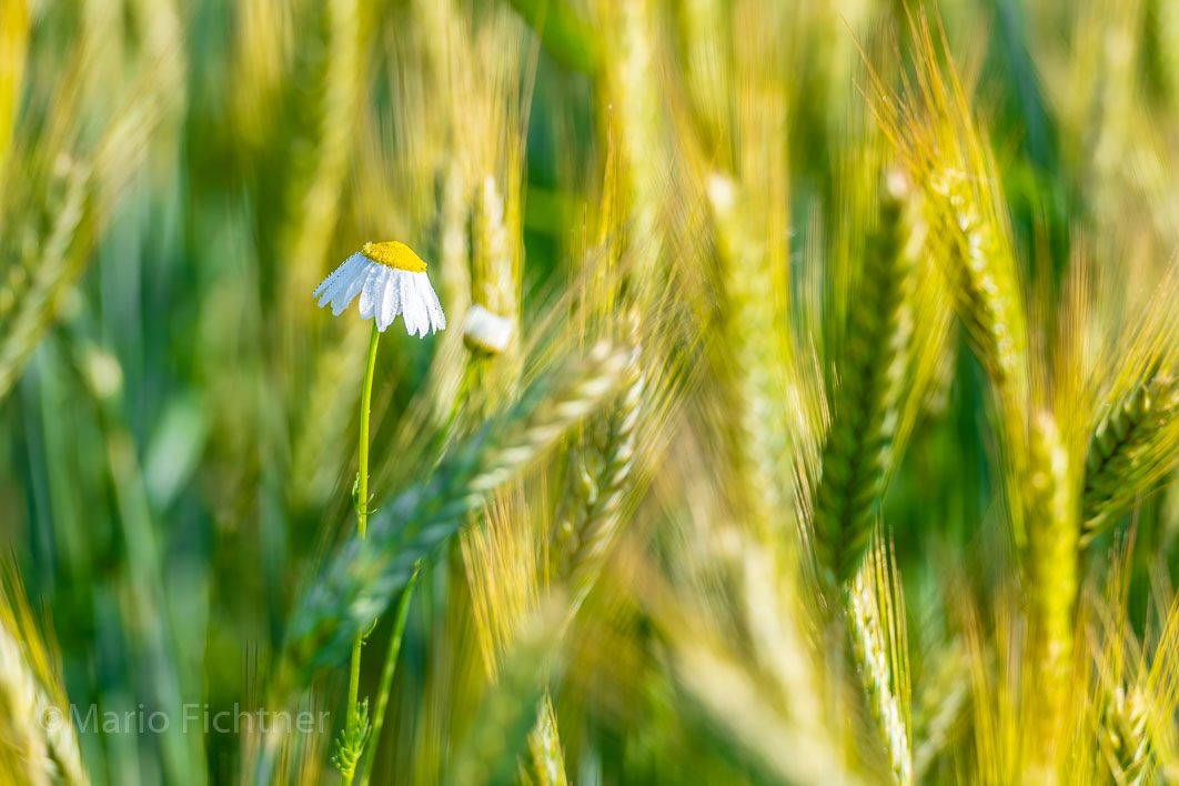 Cornfield blossom 306920