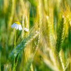 Cornfield blossom 306920