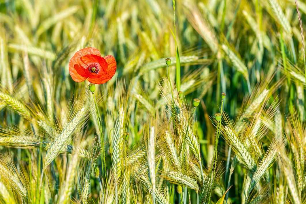 Cornfield blossom 312320