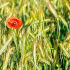 Cornfield blossom 312320