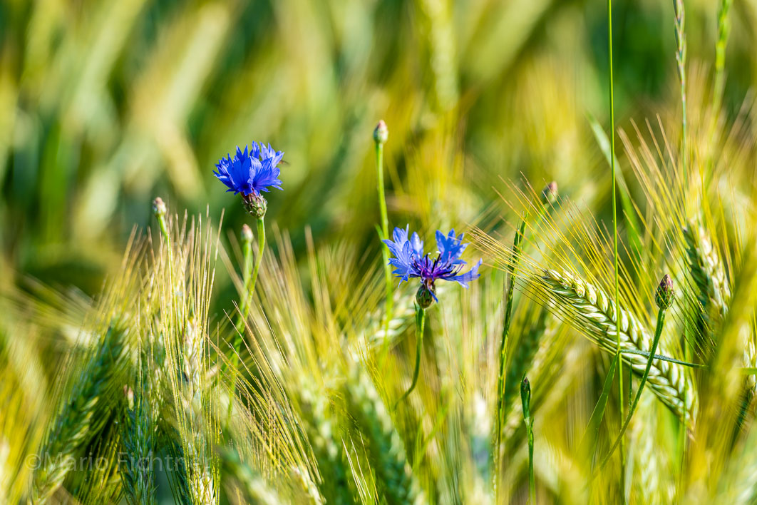 Cornfield blossom 312820