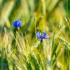 Cornfield blossom 312820