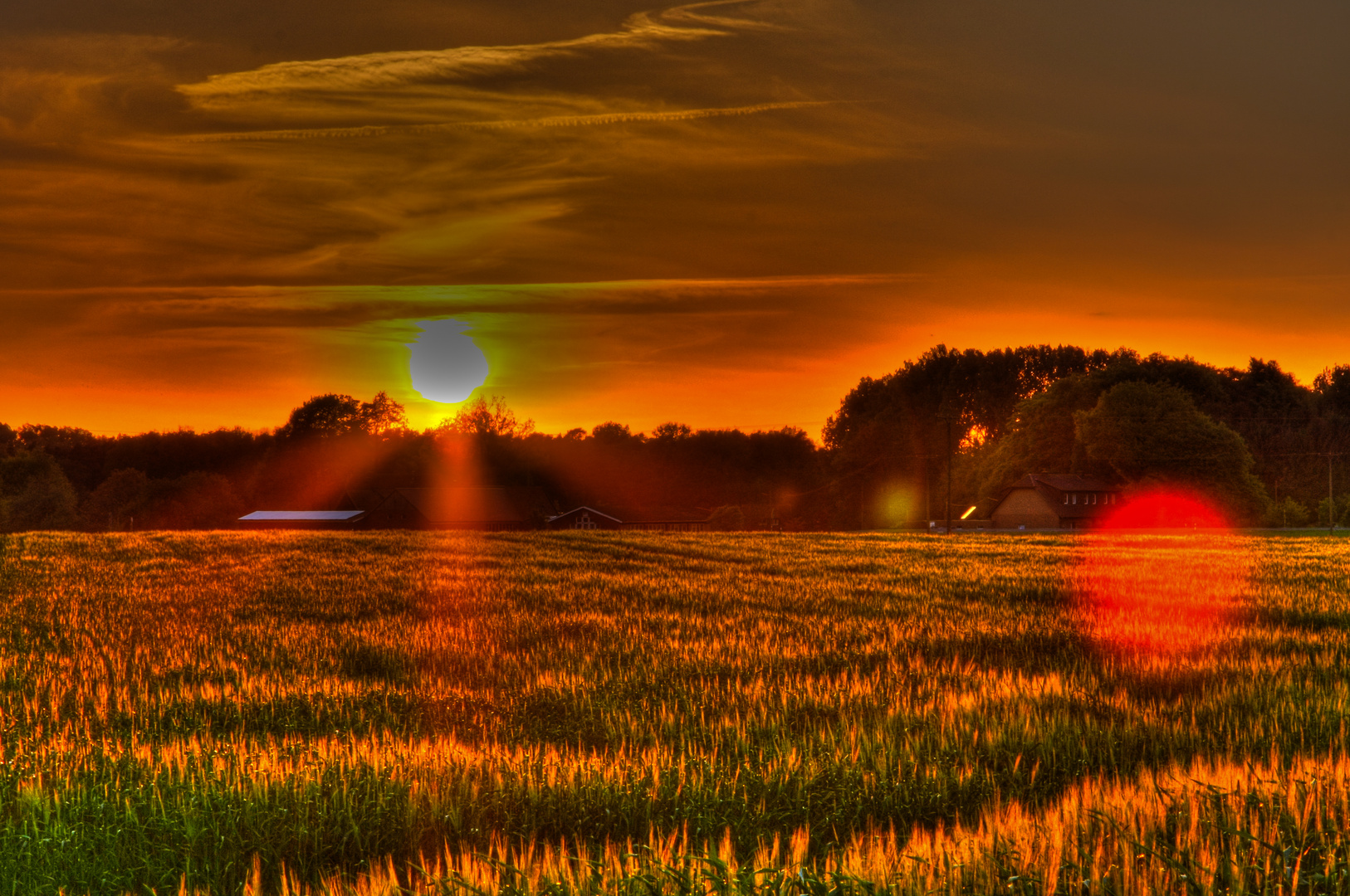 cornfield