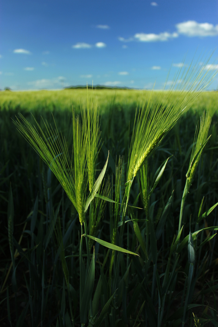 Cornfield