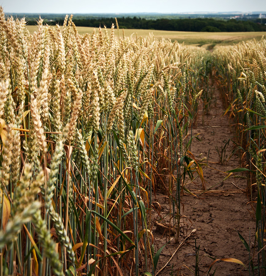 CORNFIELD I