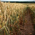 CORNFIELD I