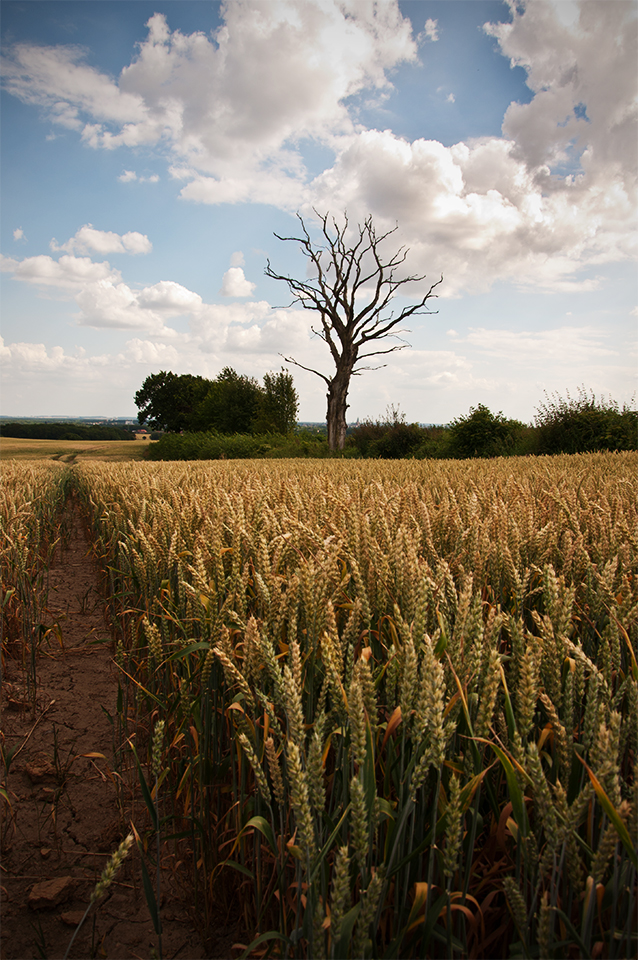 CORNFIELD II