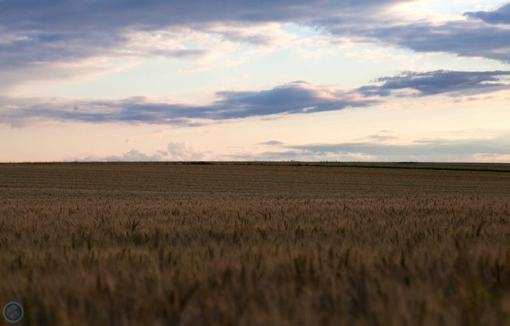 cornfield in heaven I