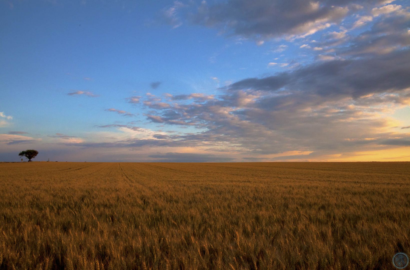 cornfield in heaven II