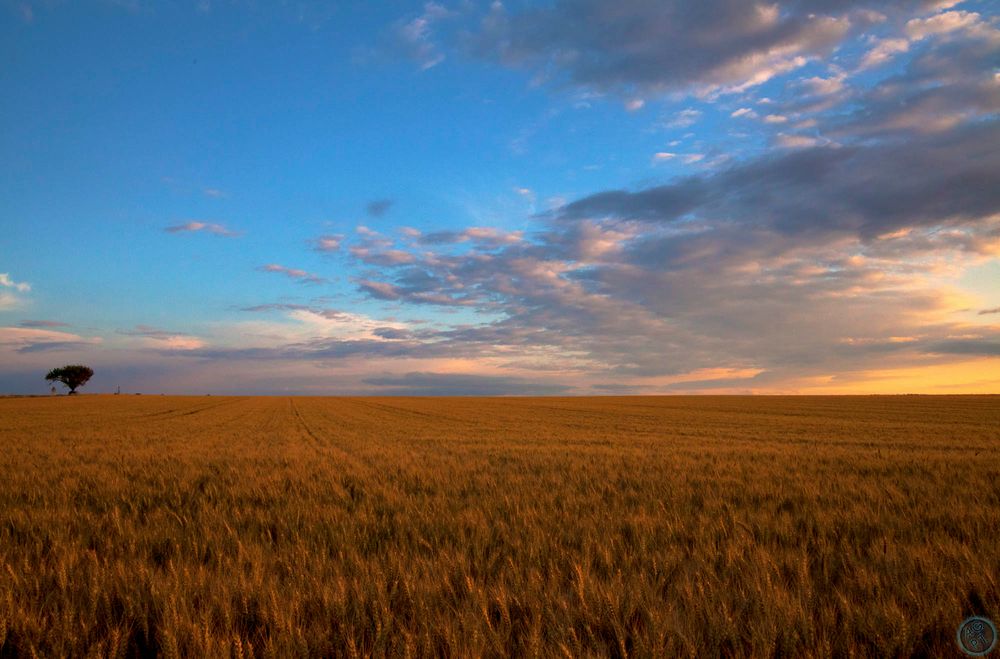 cornfield in heaven II