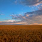 cornfield in heaven II