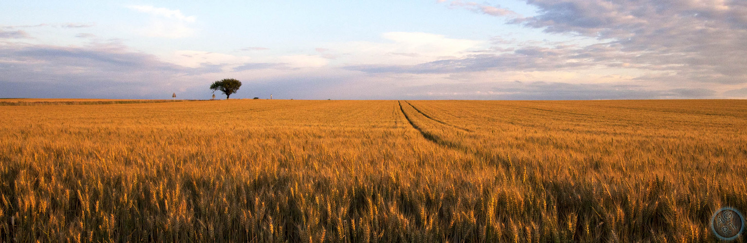 cornfield in heaven III