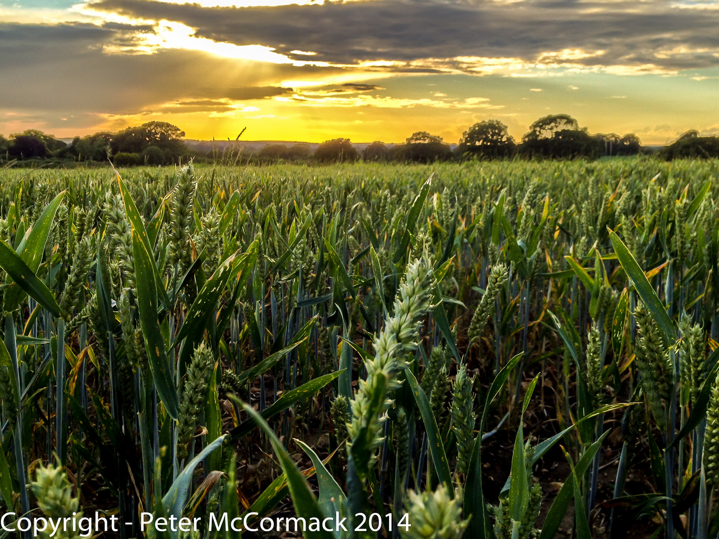 Cornfield near Henfield, West Sussex, England