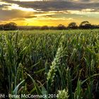 Cornfield near Henfield, West Sussex, England