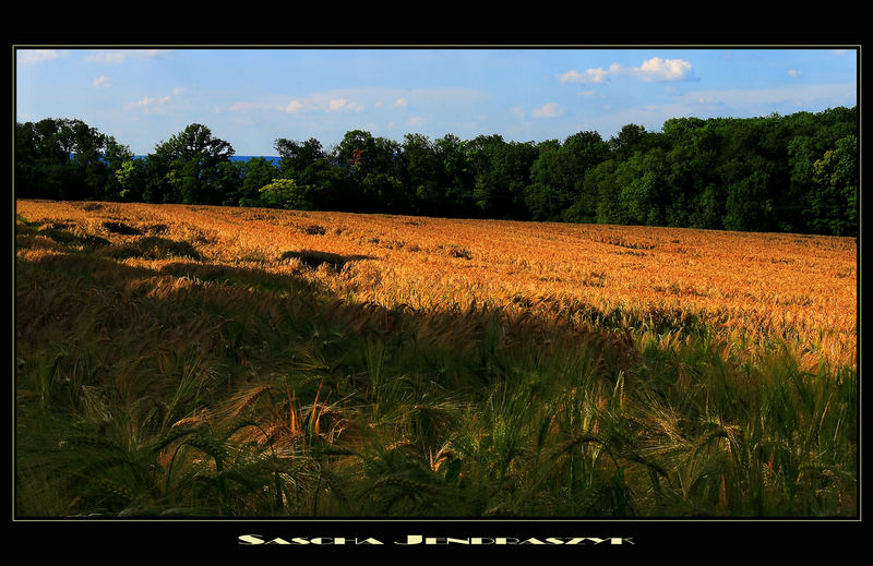 : CoRNFieLDS :