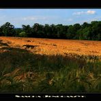 : CoRNFieLDS :