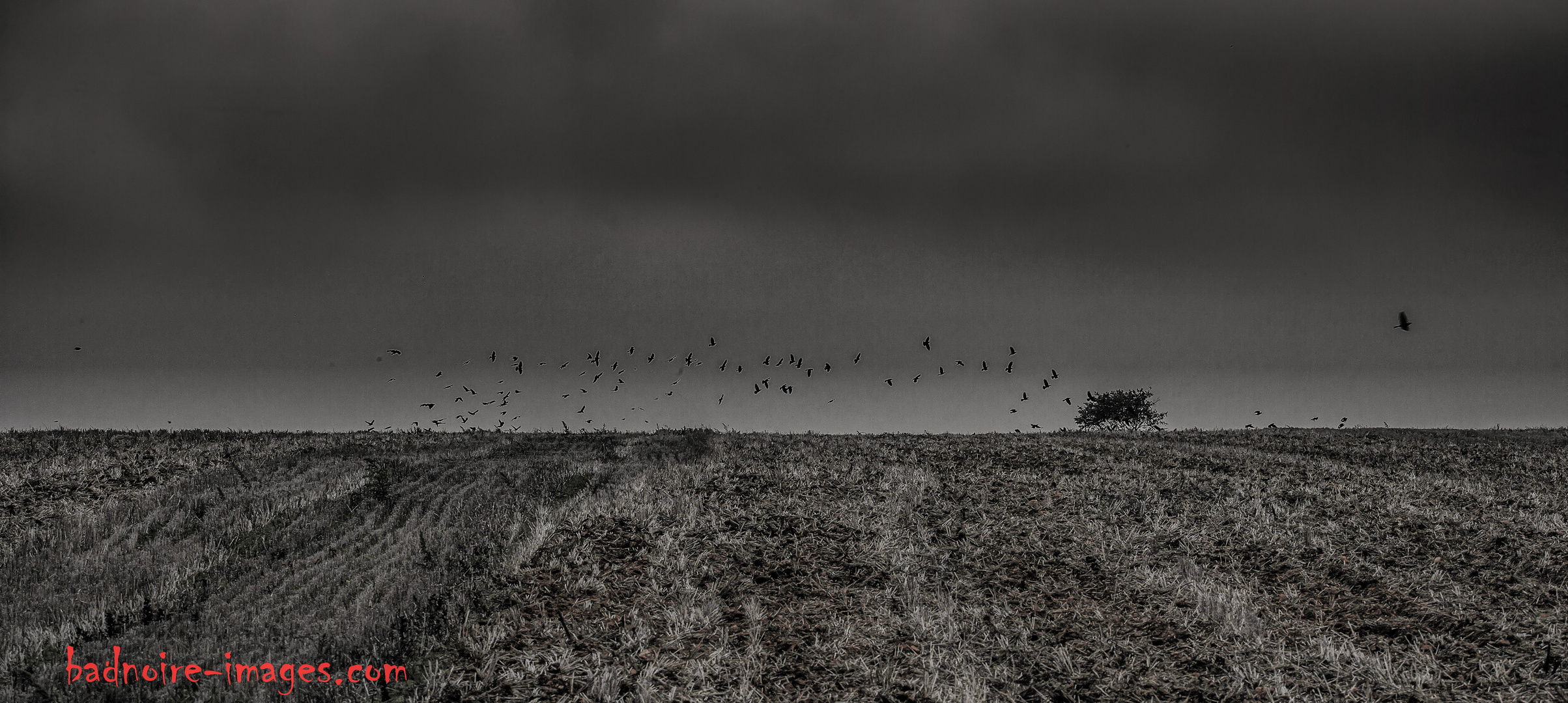 cornfieldwithbirds-3