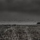 cornfieldwithbirds-3