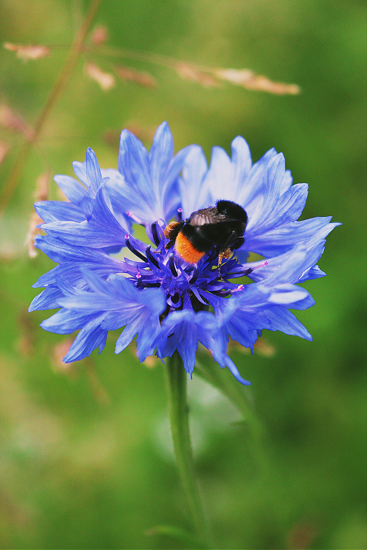 CoRNfLoWeR