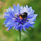 CoRNfLoWeR