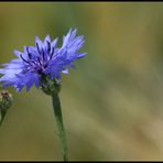 Cornflower # 1