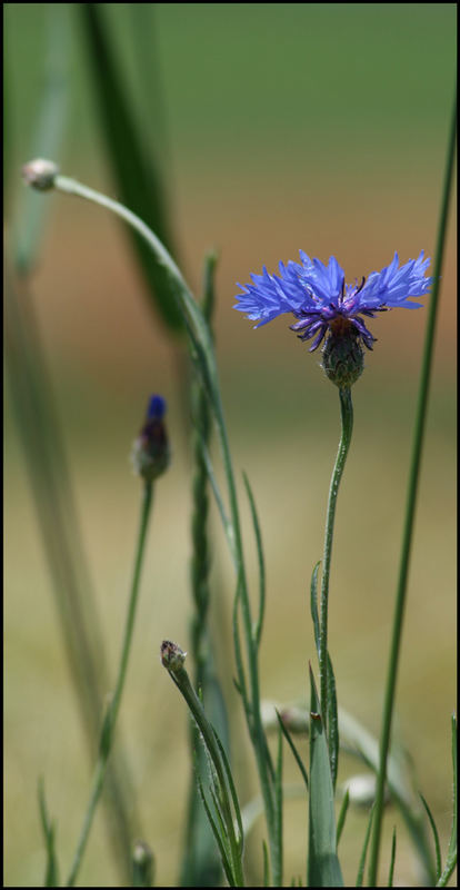 Cornflower # 2