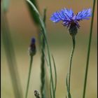 Cornflower # 2