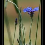 Cornflower # 2