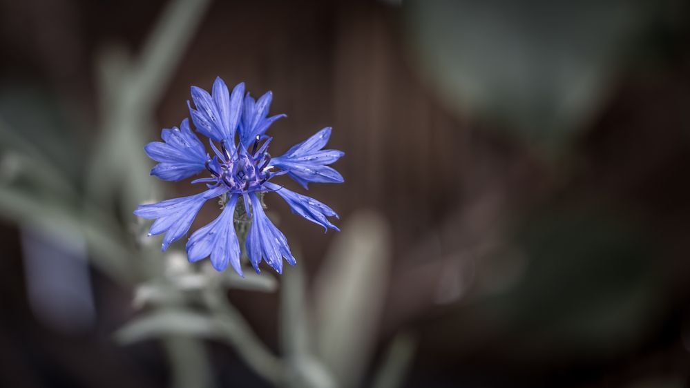 Cornflower 2