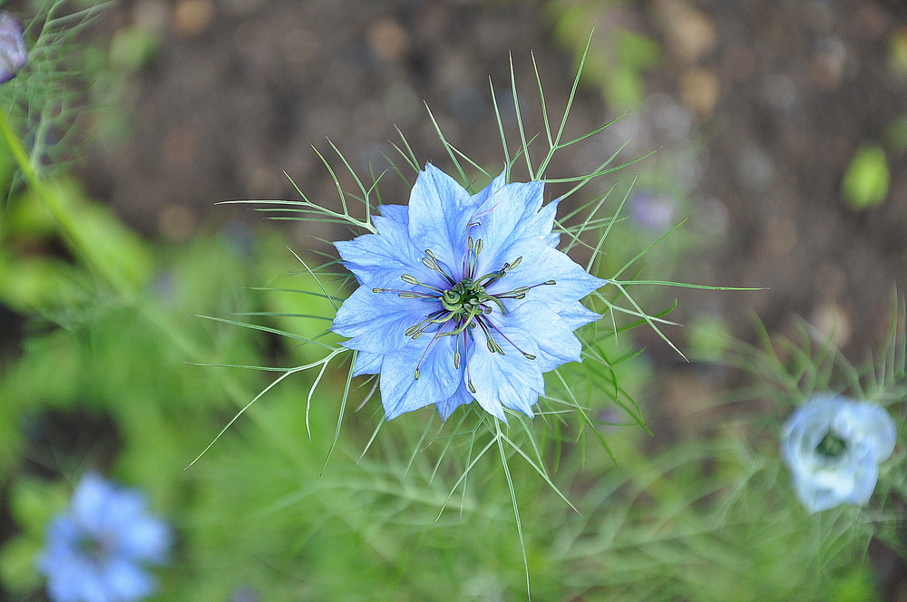 Cornflower..!