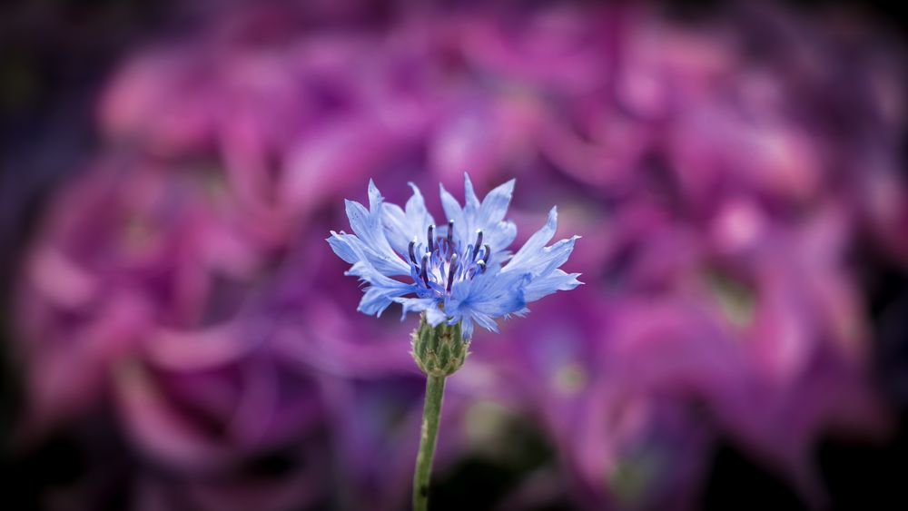 Cornflower 3