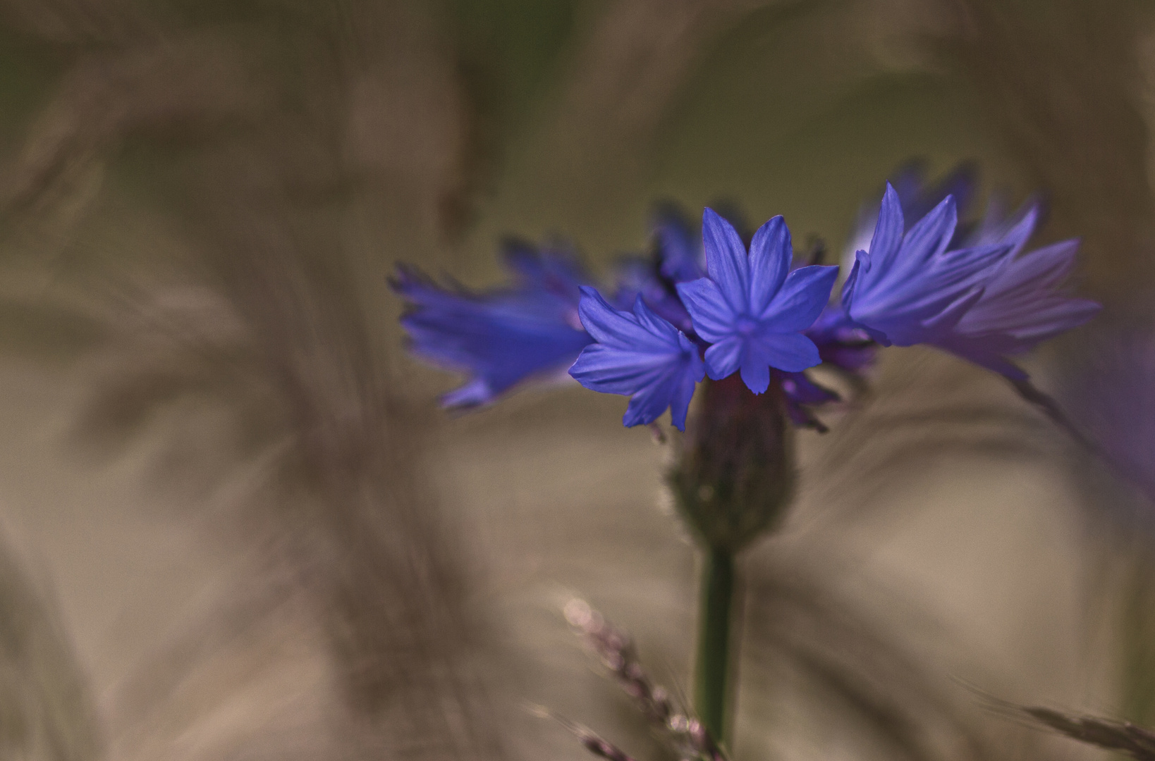 °°°° cornflower °°°°