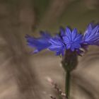 °°°° cornflower °°°°