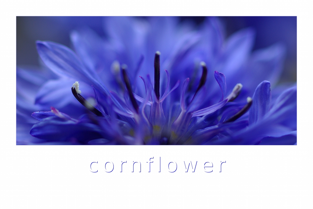 ... cornflower ...