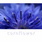 ... cornflower ...