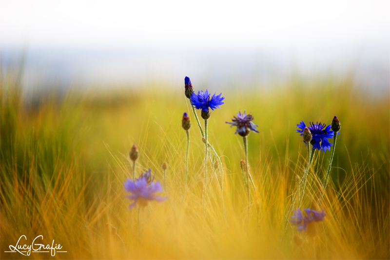 cornflower